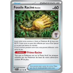 Fossile Racine Ancien SCR - 130/142