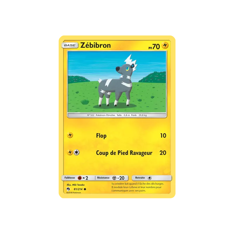 Zébibron LOT - 081/214